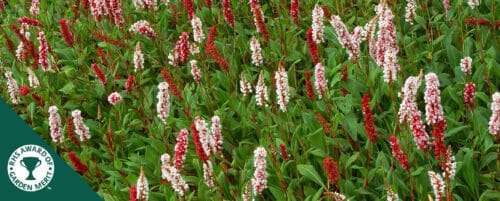 BUY PERSICARIA AFFINIS SUPERBA ONLINE FROM HOPES GROVE NURSERIES