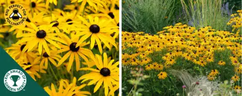 BUY RUDBECKIA GOLDSTURM ONLINE FROM HOPES GROVE NURSERIES