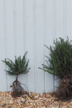 Yew English Bare Root Hedging 20-30cm 96-0in