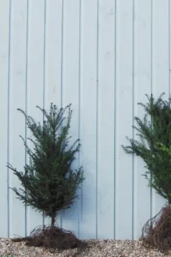 Yew English Bare Root Hedging 60-80cm 24-36in