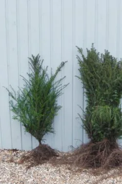 Yew English Bare Root Hedging 80-100cm 30-42in