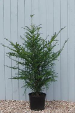 Yew English Potted Hedging 120-150cm 48-60in