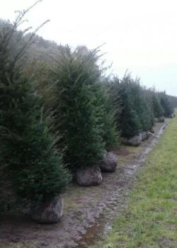 Yew English Rootball Hedging 250-275cm 102-108in
