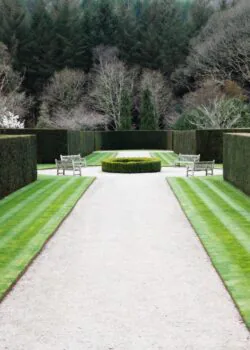 Yew English Rootball Hedging 275-300cm 108-120in