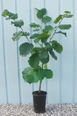Hazel Potted Hedging 60-90cm 24-36in