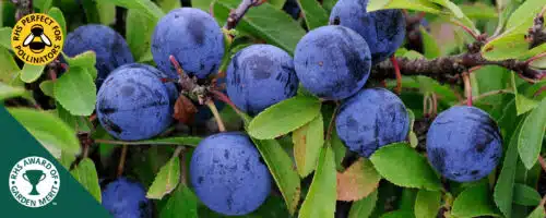 BUY BLACKTHORN PRUNUS SPINOSA HEDGING PLANTS AND SHRUBS ONLINE FROM HOPES GROVE NURSERIES