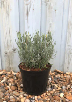 Lavender Munstead Potted Hedging 5-10cm 24-0in