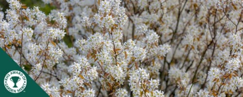 BUY AMELANCHIER HEDGING PLANTS AND SHRUBS ONLINE FROM HOPES GROVE NURSERIES