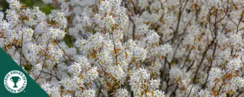 BUY AMELANCHIER HEDGING PLANTS AND SHRUBS ONLINE FROM HOPES GROVE NURSERIES