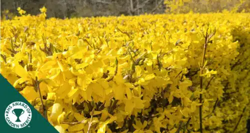 BUY FORSYTHIA HEDGING PLANTS AND SHRUBS ONLINE FROM HOPES GROVE NURSERIES