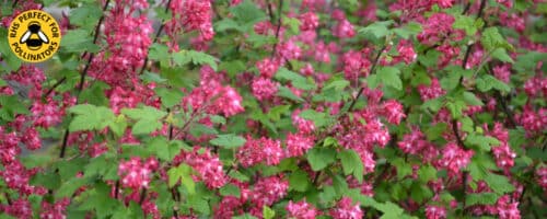 BUY FLOWERING CURRANT HEDGING PLANTS AND SHRUBS ONLINE FROM HOPES GROVE NURSERIES