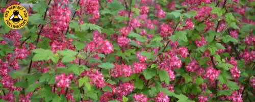 BUY FLOWERING CURRANT HEDGING PLANTS AND SHRUBS ONLINE FROM HOPES GROVE NURSERIES
