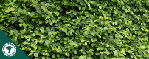 BUY COMMON ALDER ALNUS GLUTINOSA HEDGING PLANTS AND TREES ONLINE FROM HOPES GROVE NURSERIES