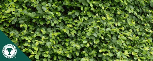 BUY ALDER HEDGING PLANTS AND TREES ONLINE FROM HOPES GROVE NURSERIES