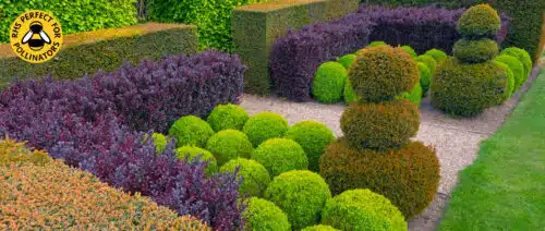 BUY BERBERIS HEDGING PLANTS AND SHRUBS ONLINE FROM HOPES GROVE NURSERIES