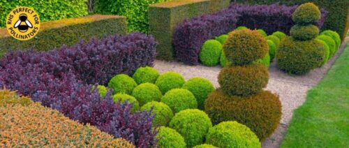 BUY BERBERIS HEDGING PLANTS AND SHRUBS ONLINE FROM HOPES GROVE NURSERIES