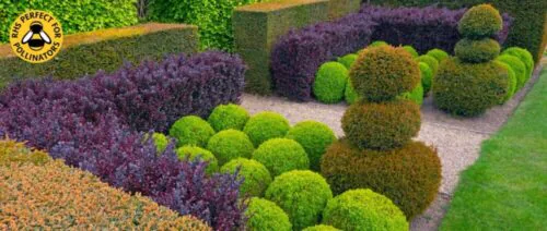 BUY BERBERIS HEDGING PLANTS AND SHRUBS ONLINE FROM HOPES GROVE NURSERIES