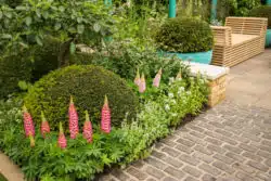 DOME SHAPE TAXUS BACCATA AND FLOWERING LUPINS