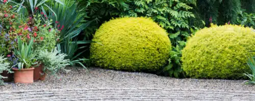 BUY GOLDEN YEW TOPIARY CUBES AND BALLS ONLINE FROM HOPES GROVE NURSERIES