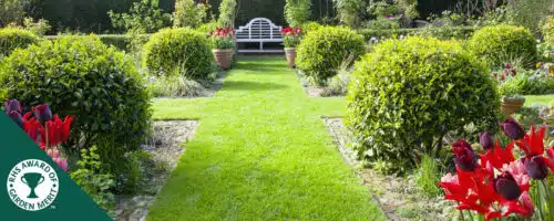 BUY PORTUGUESE LAUREL TOPIARY PLANTS ONLINE FROM HOPES GROVE NURSERIES