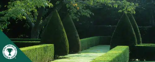 BUY ENGLISH YEW TAXUS BACCATA CONE SHAPE TOPIARY PLANTS ONLINE FROM HOPES GROVE NURSERY
