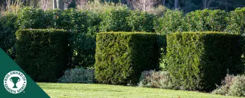BUY ENGLISH YEW TAXUS BACCATA CUBE SHAPE TOPIARY PLANTS ONLINE FROM HOPES GROVE NURSERIES