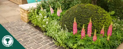 BUY ENGLISH TEW TAXUS BACCATA DOME SHAPE TOPIARY PLANTS ONLINE FROM HOPES GROVE NURSERIES