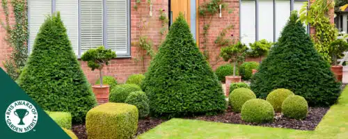 BUY TAXUS BACCATA EGYPTIAN PYRAMID SHAPE YEW TOPIARY PLANTS ONLINE FROM HOPES GROVE NURSERIES