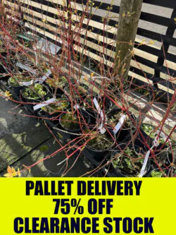 Dogwood Annys Winter Orange Potted Hedging 30-50cm 144-0in