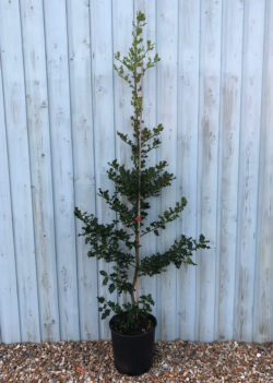 Holly Green Potted Hedging 150-175cm 60-72in