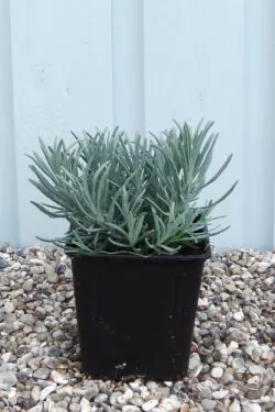 Lavender Munstead Potted Hedging 5-10cm 24-0in