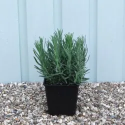 Lavender Phenomenal Potted Hedging 5-10cm 24-0in
