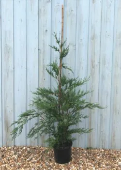 Leylandii Green Potted Hedging 120-150cm 48-60in