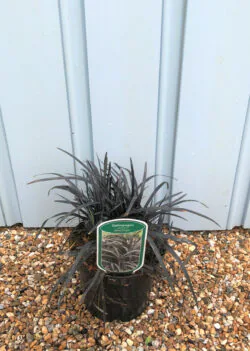 Ophiopogon Planiscapus Black Dragon Potted Grasses 8386