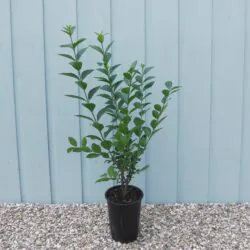 Privet Green Potted Hedging 40-60cm 192-0in