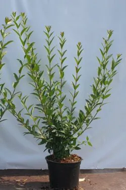Privet Wild Potted Hedging 80-100cm 30-42in