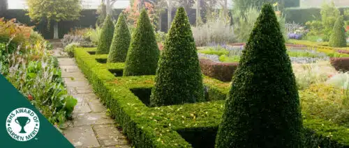 BUY CMMON BOX BUXUS SEMPERVIRENS CONE SHAPE TOPIARY PLANTS ONLINE FROM HOPES GROVE NURSERIES