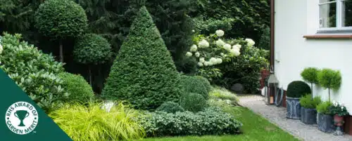 BUY ILEX CRENATA JAPANESE HOLLY CONE SHAPE TOPIARY PLANTS ONLINE FROM HOPES GROVE NURSERIES