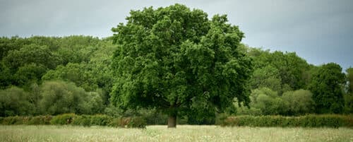 BUY QUERCUS ROBUR ENGLISH OAK TREES ONLINE FROM HOPES GROVE NURSERIES