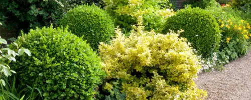 BUY EUONYMUS JAPONICUS GRREN SPIRE TOPIARY BALLS ONLINE FROM HOPES GROVE NURSERIES
