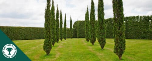 BUY JUNIPERIS SCOPULORUM BLUE ARROW ONLINE FROM HOPES GROVE NURSERIES