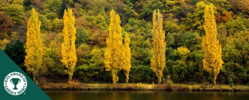 BUY LOMBARDY POPLAR POPULUS NIGRA ITALICA TREES ONLINE FROM HOPES GROVE NURSERIES