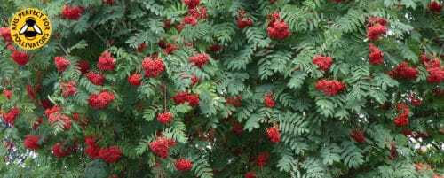 BUY ROWAN, SORBUS AUCUPARIA TREES ONLINE FROM HOPES GROVE NURSERIES
