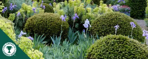 BUY ENGLISH YEW TAXUS BACCATA BALL SHAPE TOPIARY PLANTS ONLINE FROM HOPES GROVE NURSERIES