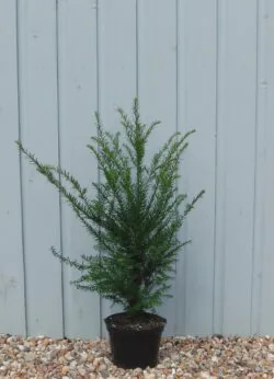 Yew English Potted Hedging 60-80cm 24-36in