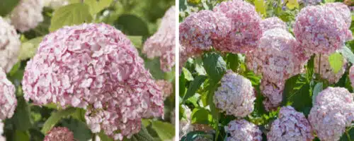 BUY HYDRANGEA ARBORESCENS CANDYBELLE BUBBBLEGUM PLANTS ONLINE FROM HOPES GROVE NURSERIES