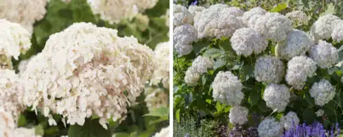 BUY HYDRANGEA CANDYBELLE MARSHMALLOW PLANTS ONLINE FROM HOPES GROVE NURSERIES